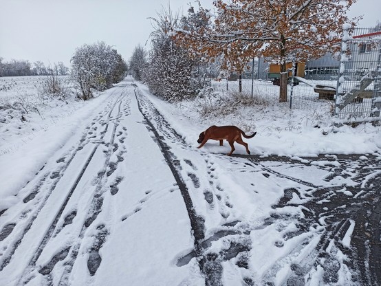 Besuch von einem Hund
