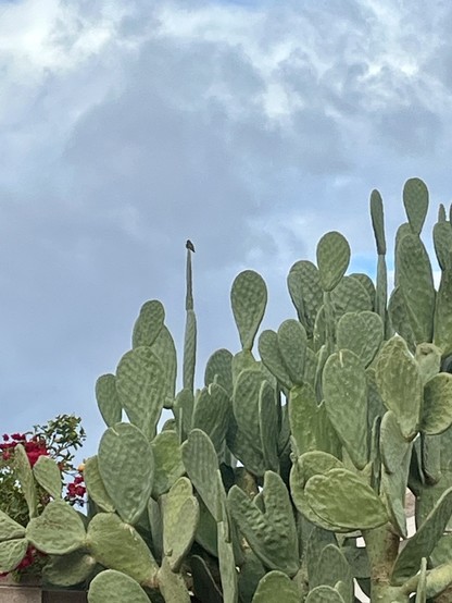 A tiny hummingbird is sitting on top of a prickly pear cactus. The sky is overcast.