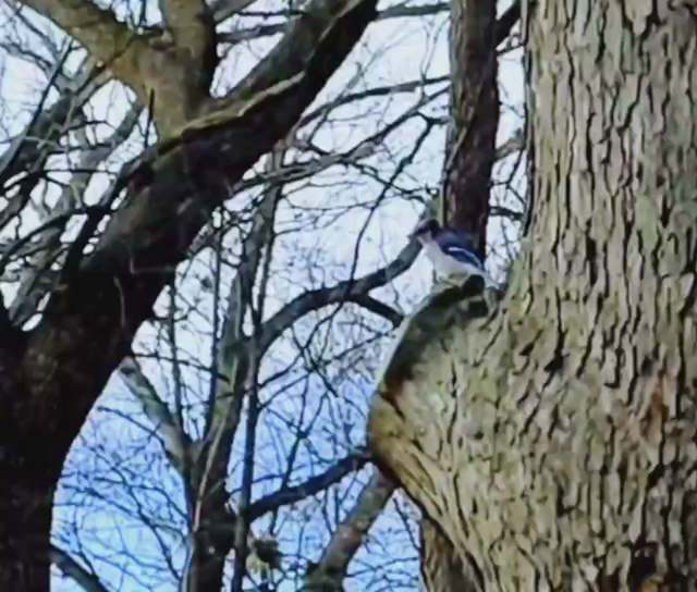 A puffy bluejay sits on the nub sticking out of a tree then flies away.