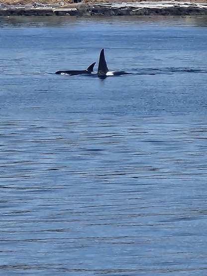 two orcas in salish sea. transient type 2.