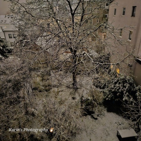 Ein winterlich kahler Garten an einem Abend im Dezember bei leichtem Schneefall. Ein groÃŸer Walnussbaum verdeckt die pastellfarbene Hauswand im Hintergrund. Durch zwei Fenster im Haus rechts scheint warmes Licht.