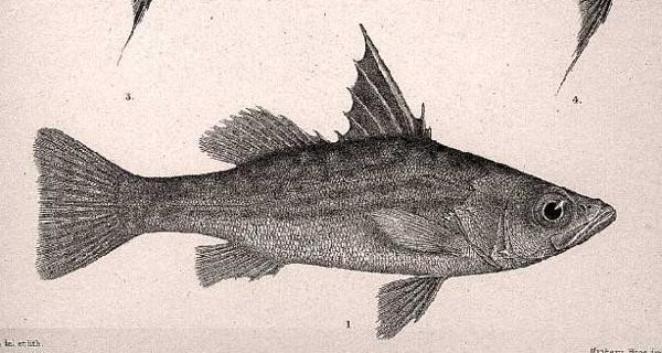A picture of Lates microlepis
More info and attribution: https://commons.wikimedia.org/wiki/File:Lates%20microlepis.jpg