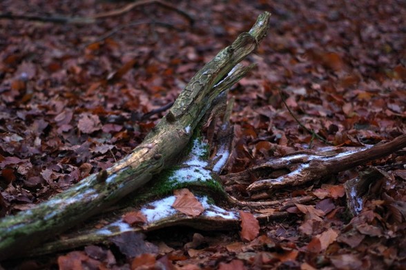 Photograph of a gnarled piece of wood in laying on fall leaves in the woods, with a dusting of snow on the wood