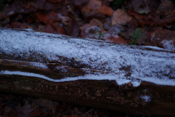 Photograph of a tree trunk laying on the ground on fall leaves with a dusting of snow