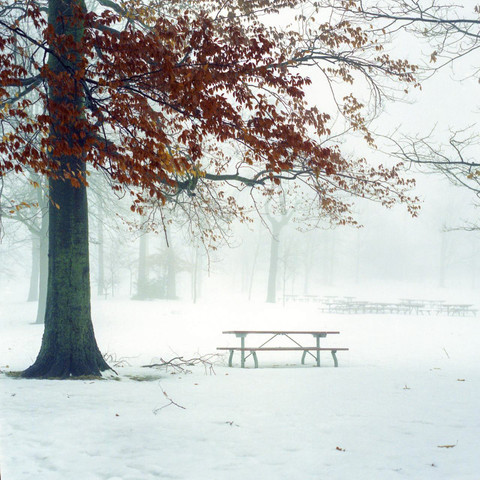 A square photo of a tree with red leaves with a picnic bench next to it in a winter setting and where the ground is covered in snow and it's foggy in the background.
