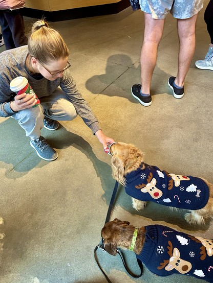 Two dachshunds in matching blue Christmas sweaters with reindeer and peppermint sticks enjoying little cups of whipped cream