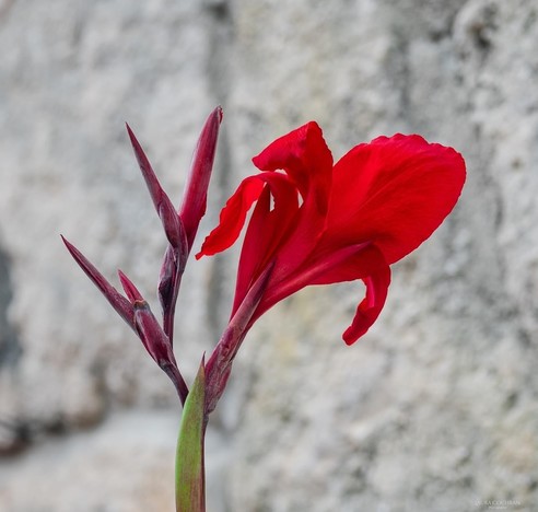 A bright red cana and bud and green leaf with a rough white wall in the background.