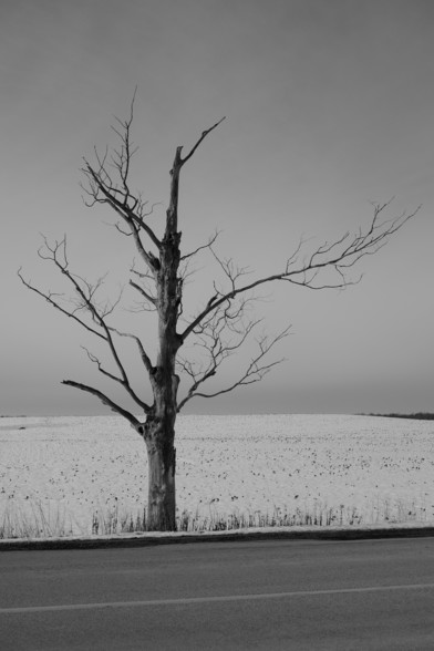 A single dead tree on a snowy field with a road (pavement) in the foreground.