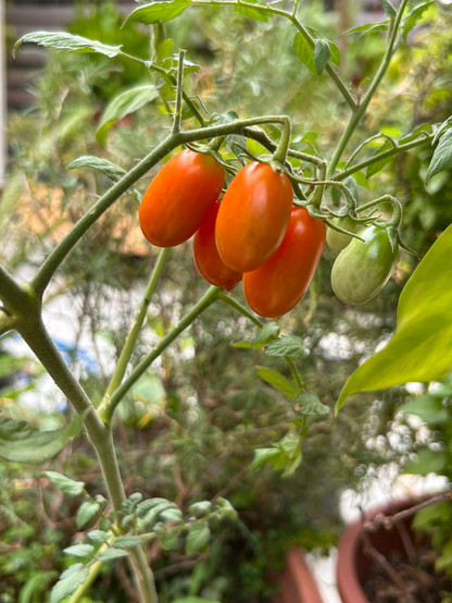 Photo of ripe Tomatoes
