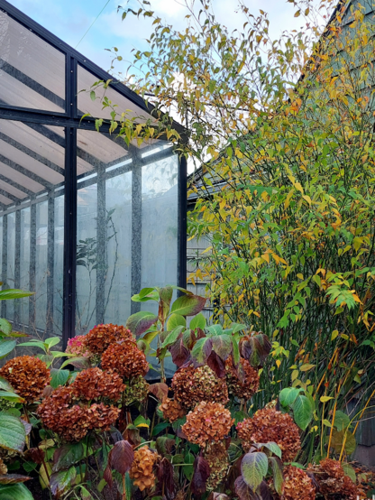 Hydrangeas turning russet and brown in front of a greenhouse. Tall, willowy kerria is turning yellow next to the greenhouse.