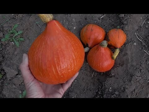 I attempted to grow some Uchiki Kuri Squash this year, here's how I got on