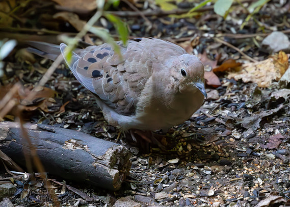 The mourning dove is 9-13 inches in length with a wingspan of 15-18 inches. It has a grayish-brown body; a long, pointed tail bordered in white; a small, round head; a small, thin, black bill; and small pink legs and feet. It has black spots on its wings and a black spot under its eye.

Photos by Douglas @DarkWaterPhotos @DarkWaterPhotoMedia