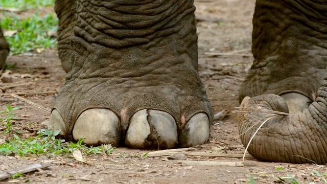 Closeup of elephant foot.