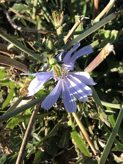 A violet flower is shown in close-up. One interesting feature: The petals (nine of them on this flower) have serrated ends. The rest of the photo consists of the plant's leaves and woody stalk.