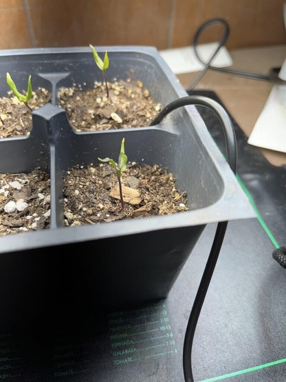 How are these indoor cayenne pepper seedlings looking?