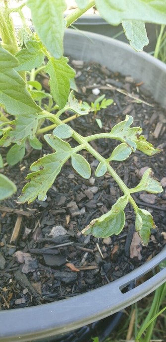 Help! Does anyone know what's wrong with my tomato plant?
