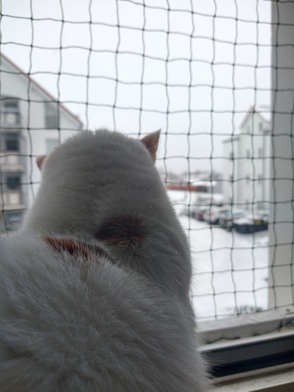 Eine weiße Katze mit roten Flecken im Nacken, die am offenen Fenster sitzt und durch ein Netz Vögel und Schneeflocken beobachtet