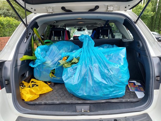 Boot of an SUV with large blue garbage bags full of plant matter.
