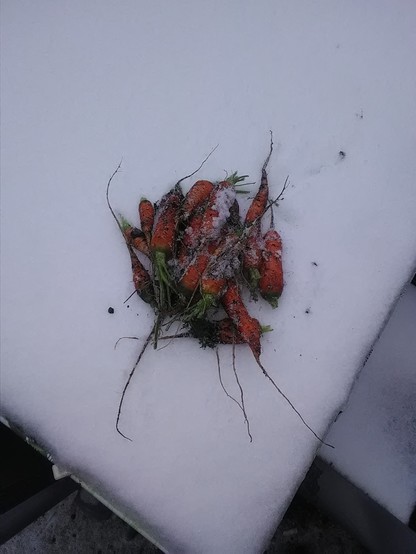 Eine Handvoll frisch geerntete Karotten auf einem schneebedeckten Gartentisch.