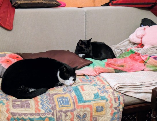 Zwei Kater, einer schwarz-weiß, einer fast schwarz, liegen auf dem  Sofa. Auf dem Sofa sind Decken und Kissen verteilt.