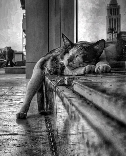 Black and white of a sleeping cat
