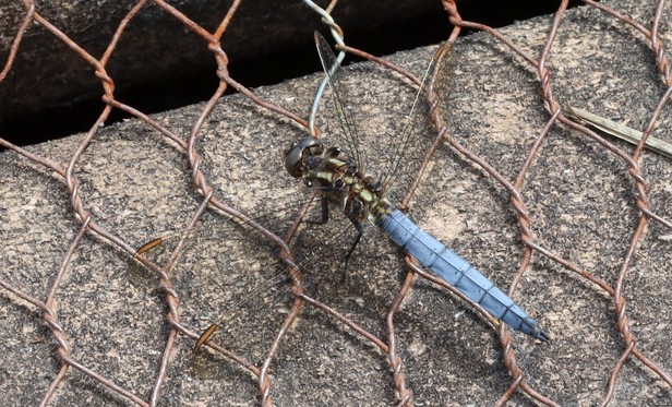 A blue dragonfly sunbathing on the ground, specifically on a board from a boardwalk provided to allow visitors to walk across a bog without damaging the habitat.