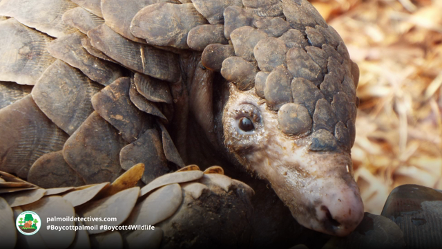 White-bellied Pangolins are threatened by #palmoil #cococa #meat #deforestation and #poaching. These amazing animals can walk upright on their hind legs. Help them when you shop be #vegan #Boycottpalmoil #Boycott4Wildlife https://palmoildetectives.com/2021/01/18/white-bellied-pangolin-phataginus-tricuspis/ via @palmoildetectives