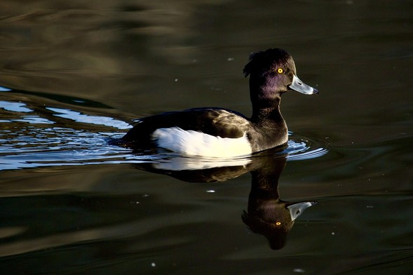 Viewed side on swimming left to right, a tufted duck swims towards sunlight. The light showing the purple iridescent feathers on its cheeks and lights up its yellow eye. The water is dark with light reflecting off ripples caused by the duck which is reflected on the water
