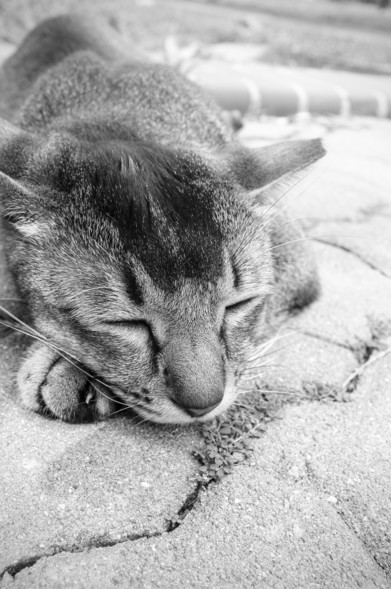 Black and white photo. Close up shot of a community cat sleeping on pavement.