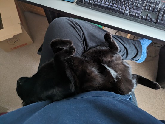 A mostly black cat lying on its back in my lap.