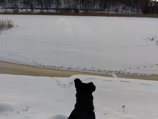 Kouran pää ja hartiat takaapäin. Koira tuijottaa ohukaisen jää- & lumipeitteen oäällystämälke Porvoonjoelle sen rannasta. Vastarantakin näkyy.