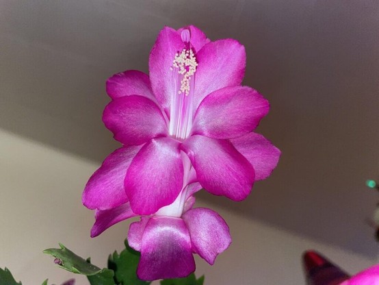 thanksgiving cactus !!