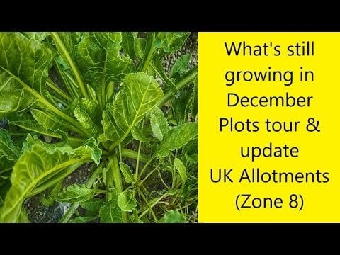 What's still growing in December - Plots tour and update - Grow your own