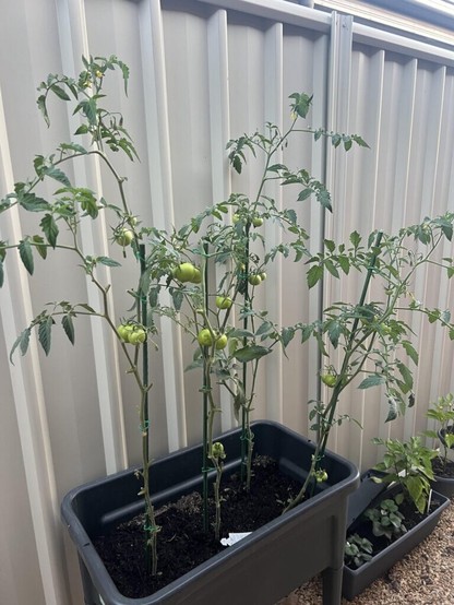 Truss tomato fail