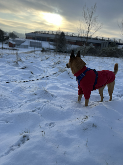 Noodle the majestic beast, stands atop a snowy field looking over her domain. She is wearing a red turtle neck jumper that accentuates her fat ass neck ruffle on her otherwise sleak frame.