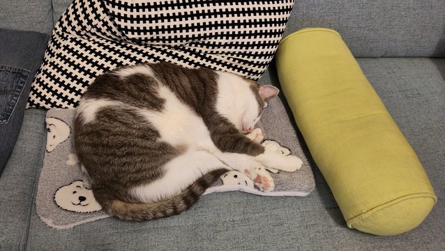Cat on sofa