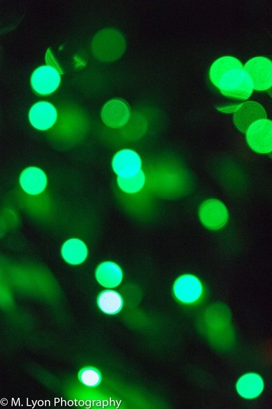 Green Christmas illuminations