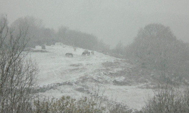 horses on a distant hillside during a thick snowfall - it's a colour photo but looks monochrome
