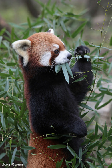 Azure Generated Description:
a panda eating a leaf (46.66% confidence)
---------------
Azure Generated Tags:
animal (99.97% confidence)
mammal (99.97% confidence)
lesser panda (99.95% confidence)
panda (97.38% confidence)
red panda (96.18% confidence)
terrestrial animal (93.05% confidence)
outdoor (92.90% confidence)
wildlife (86.91% confidence)
plant (86.17% confidence)
snout (84.55% confidence)