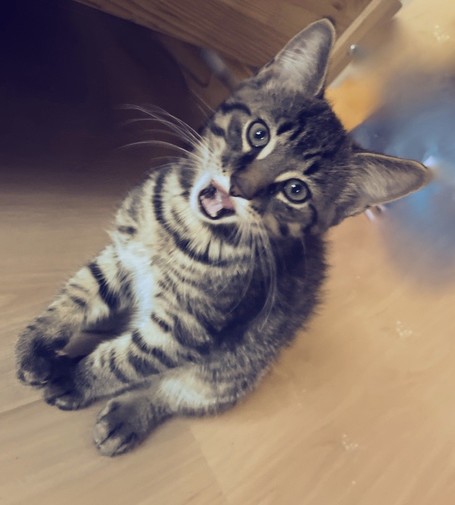 Little male tabby kitten with his mouth open, vocalizing his opinions.