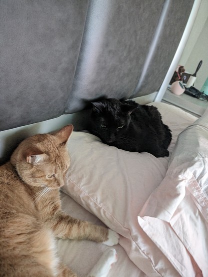 A photo I took of Kumquat, my 3 year old orange and white male kitty, and Bess, my 15 year old black female kitty laying in bed together. 

You can see the pink sheets they are laying on as well as part of the headboard for the bed and then part of the nightstand as well.
