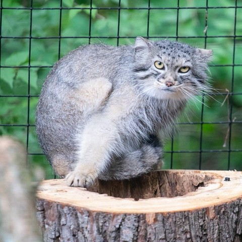 Azure Generated Description:
a cat sitting on a log (51.63% confidence)
---------------
Azure Generated Tags:
animal (99.70% confidence)
mammal (99.55% confidence)
cat (98.60% confidence)
wildcat (96.82% confidence)
manul (94.64% confidence)
whiskers (89.29% confidence)
fur (85.97% confidence)
outdoor (85.16% confidence)
zoo (84.52% confidence)
gray (53.79% confidence)