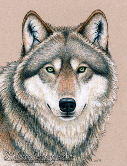 Colored pencil drawing of a wolf on tan paper.