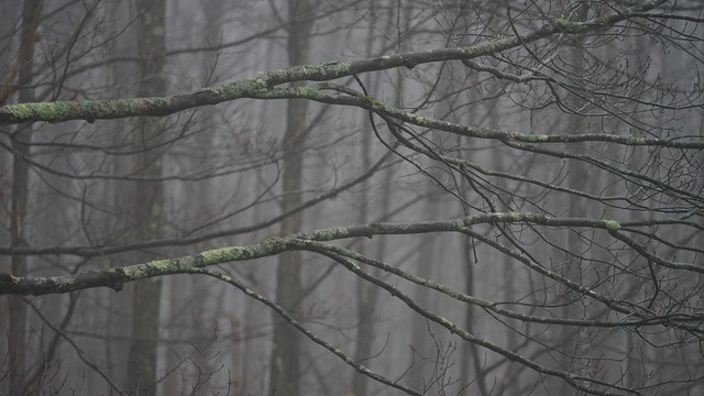Lichen covered bare branches go from left to right in a gray misty day with the trunks of young trees going straight up in the foggy distance.