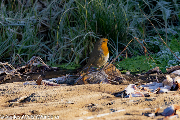 Frosty Robin:

A robin stands upright on top of a small pile of frost covered, brown leaves, it's red breast highlighted in the morning sun. In the background, long green stems of grass are encrusted in frost. In the foreground a patch of sand with fallen leaves is also covered in a heavy frost