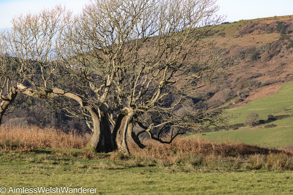 Split tree:

An old tree stands on an otherwise hill top, with more hills rising behind it.  The tree is dramatically split almost entirely down the centre with the heart of the tree visible on both sides, although currently bare of any leaves, both halves have a dense canopy of branches.