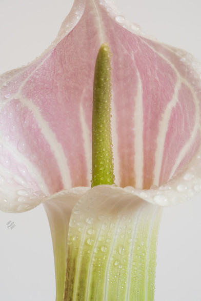 A spadix-in-spathe "Jack in the Pulpit" type flower. Green spadix; spathe green at the base with pink emerging on the hood, white venation throughout. Lightly covered with water droplets. White background.