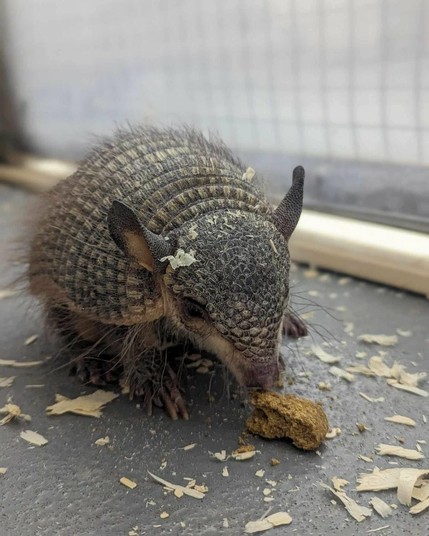 Azure Generated Description:
a small animal with a long nose (25.17% confidence)
---------------
Azure Generated Tags:
animal (100.00% confidence)
mammal (99.99% confidence)
armadillo (99.05% confidence)
outdoor (90.64% confidence)
ground (88.36% confidence)
terrestrial animal (86.45% confidence)