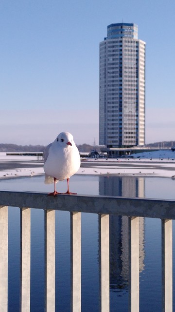 Im Vordergrund auf einem GelÃ¤nder sitzt eine MÃ¶we und schaut den Betrachter an.
Im Hintergrund der Wikingerturm am Ufer der Schlei in Schleswig, der sich im halb zugefrorenen Wasser spiegelt. Andere WasservÃ¶gel sind schemenhaft auf dem Eis zu erkennen.