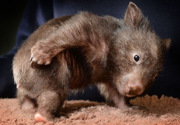 A baby wombat showing his butt.